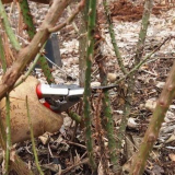 Как да отрежете рози за зимата - назначаване и време...